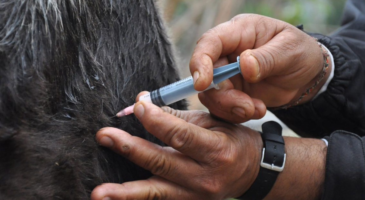 FRESAN apoia vacinação bovina no Sul de Angola