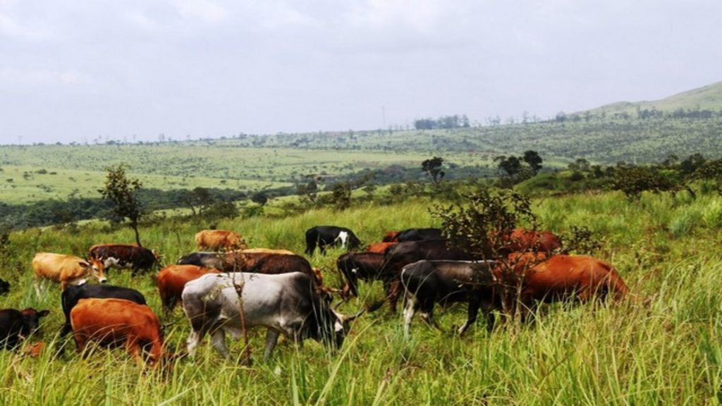 Campanha de vacinação prevê imunizar mais de três mil cabeças de gado no sul do país
