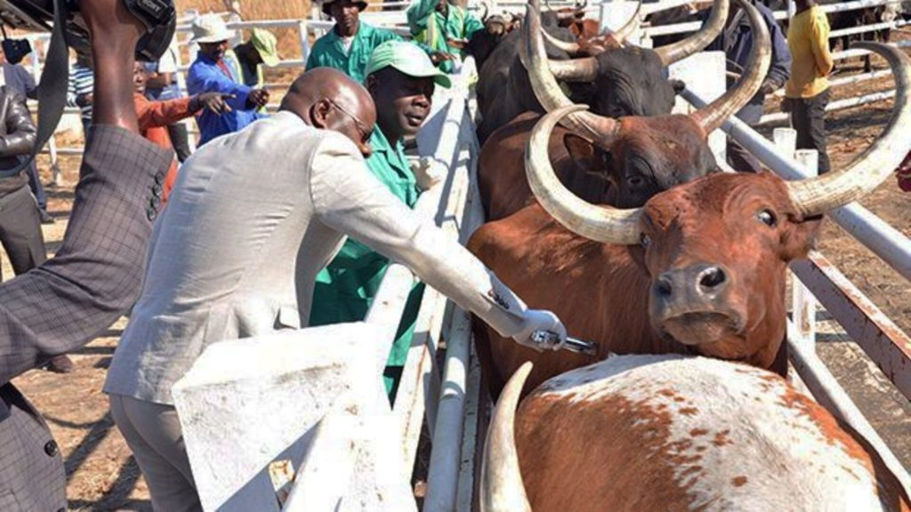 Campanha de vacinação abrange mais de 300 mil cabeças de gado na região sul do país